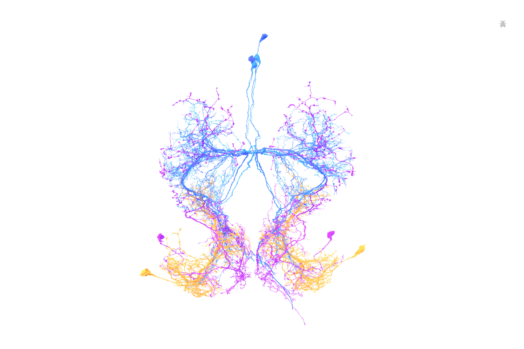 Moonwalker neurons identified and proofread by Salil Bidaye and Marieke Selcho. Rendered by Amy Sterling for FlyWire.