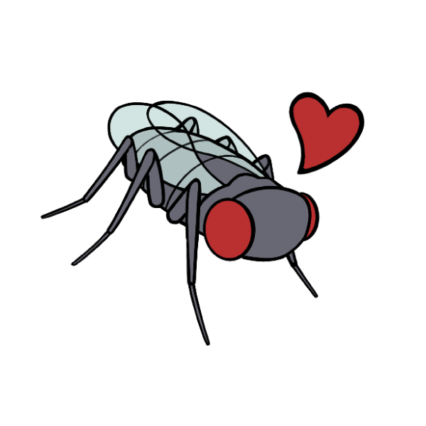 Drosophila Melanogaster, connectome